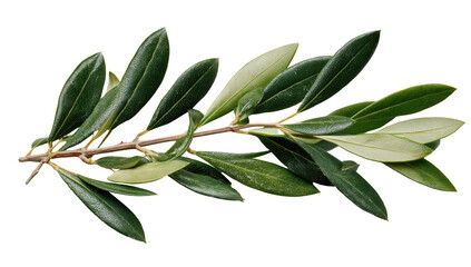 Olive branch with dark green, lanceolate leaves