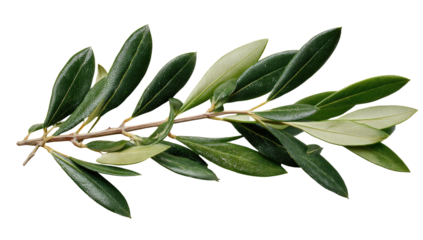 Olive branch with dark green, lanceolate leaves