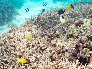 セグロチョウチョウウオ, Saddle butterflyfish, Chaetodon ephippium,
ミスジチョウチョウウオ, Oval Butterflyfish, Chaetodon Lunulatus,
コガネスズメダイ, Chromis albicauda
ルリホシスズメダイ, Jewel Damsel, Plectroglyphidodon lacrymatus, 
阿嘉島前浜