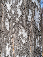 Obraz premium The texture of the birch bark.