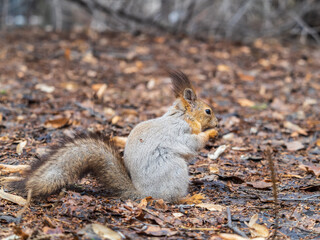 Squirrel in autumn or spring with nut on the green grass with fallen yellow leaves