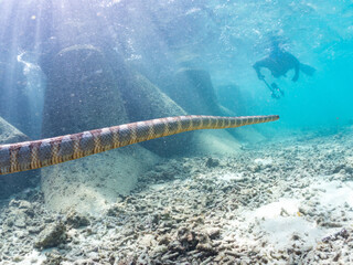 エラブウミヘビ, Chinese sea snake, Laticauda semifasciata, コブラ科,
阿嘉島前浜ビーチ
沖縄県島尻郡慶良間諸島-2025
沖縄本島から40km西方にある諸島。
大小30以上の島々からなる島嶼群は全体が国立公園に指定されている。
珊瑚礁の海、白い砂浜、緑の山地は世界屈指の美しさ。
多くの貴重な動植物が生息している。
