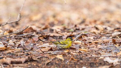 A male Eurasian siskin sits on the ground covered with dry leaves and grass. Carduelis spinus. song bird in the nature habitat.
