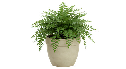 rosemary in a pot