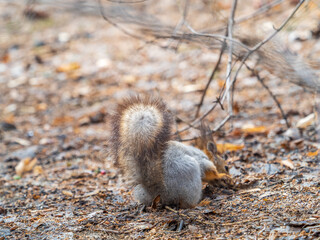 Squirrel in autumn or spring hides nuts on the green grass with fallen yellow leaves