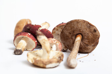 Group of edible mushrooms on white background