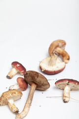 Group of edible mushrooms on white background