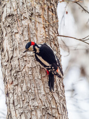 Little woodpecker sits on a tree trunk. The great spotted woodpecker, Dendrocopos major