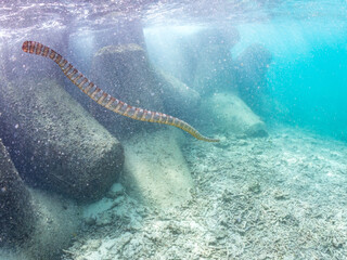 エラブウミヘビ, Chinese sea snake, Laticauda semifasciata, コブラ科,
阿嘉島前浜ビーチ
沖縄県島尻郡慶良間諸島-2025
沖縄本島から40km西方にある諸島。
大小30以上の島々からなる島嶼群は全体が国立公園に指定されている。
珊瑚礁の海、白い砂浜、緑の山地は世界屈指の美しさ。
多くの貴重な動植物が生息している。
