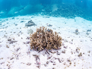 デバスズメダイ, Blue green damselfish, Chromis viridis, Blue green chromis, スズメダイ科,
ミスジリュウキュウスズメダイ, Whitetail dascyllus, Dascyllus aruanus, スズメダイ科,
阿嘉島前浜ビーチ
沖縄県島尻郡慶良間諸島-2025
沖縄本島から40km西方にある諸島。
大小30以上の島々からなる島