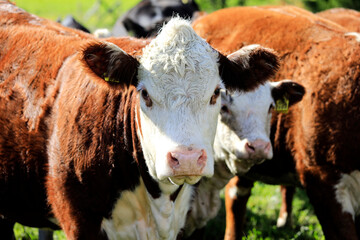 Close up of a Hereford Cow in a Field.