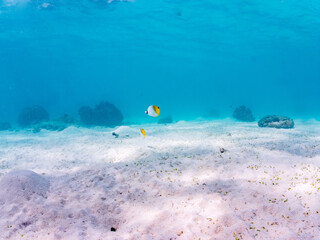 トゲチョウチョウウオ, Threadfin Butterflyfish, Chaetodon Auriga, チョウチョウウオ科,
阿嘉島前浜ビーチ
沖縄県島尻郡慶良間諸島-2025
沖縄本島から40km西方にある諸島。
大小30以上の島々からなる島嶼群は全体が国立公園に指定されている。
珊瑚礁の海、白い砂浜、緑の山地は世界屈指の美しさ。
多くの貴重な動植物が生息している。
