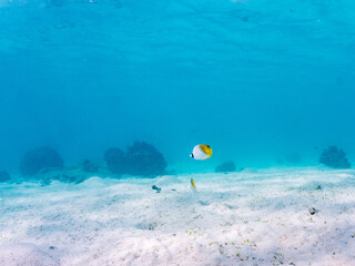 トゲチョウチョウウオ, Threadfin Butterflyfish, Chaetodon Auriga, チョウチョウウオ科,
阿嘉島前浜ビーチ
沖縄県島尻郡慶良間諸島-2025
沖縄本島から40km西方にある諸島。
大小30以上の島々からなる島嶼群は全体が国立公園に指定されている。
珊瑚礁の海、白い砂浜、緑の山地は世界屈指の美しさ。
多くの貴重な動植物が生息している。
