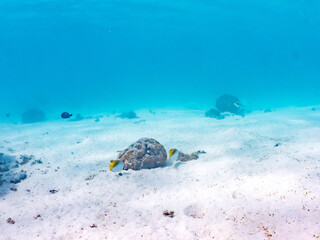 トゲチョウチョウウオ, Threadfin Butterflyfish, Chaetodon Auriga, チョウチョウウオ科,
阿嘉島前浜ビーチ
沖縄県島尻郡慶良間諸島-2025
沖縄本島から40km西方にある諸島。
大小30以上の島々からなる島嶼群は全体が国立公園に指定されている。
珊瑚礁の海、白い砂浜、緑の山地は世界屈指の美しさ。
多くの貴重な動植物が生息している。
