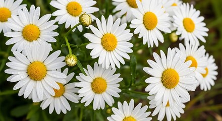A close-up view of a cluster of beautiful white daisies, showcasing their delicate petals and vibrant yellow centers, with dew drops adding a glistening touch to the image.