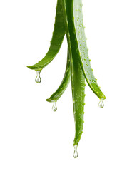 Wet aloe vera plant with dripping water