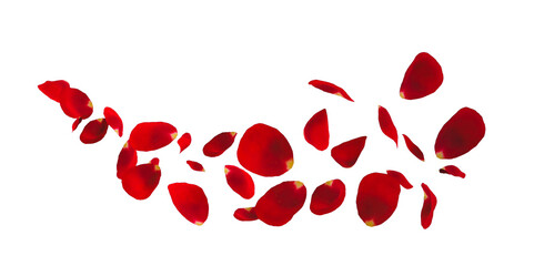 red rose petals 