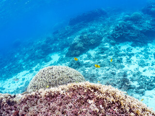 ヒフキアイゴ, Blotched foxface, Siganus unimaculatus, アイゴ科,
阿嘉島阿嘉ビーチ（真謝浜）
沖縄県島尻郡慶良間諸島-2025
沖縄本島から40km西方にある諸島。
大小30以上の島々からなる島嶼群は全体が国立公園に指定されている。
珊瑚礁の海、白い砂浜、緑の山地は世界屈指の美しさ。
多くの貴重な動植物が生息している。
