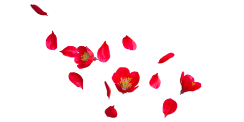 cherry blossom flowers falling with petals 