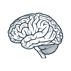 Illustration of a human brain isolated on transparent background