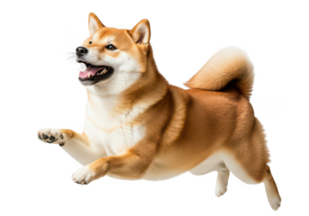 Shiba inu dog running isolated on transparent background