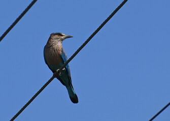 A beautiful indian roller bird is seen perched on an electric wire