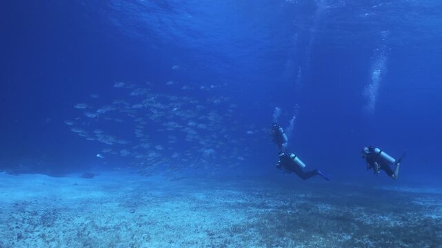 School of Horse Eyed Jacks Swimming in Clear Tropical Water