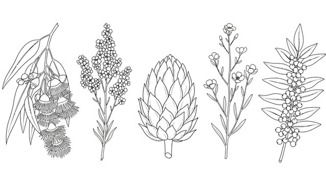 Five botanical line drawings of native Australian flora
