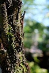 Obraz premium Close-up of a textured tree trunk with green moss and a blurred background