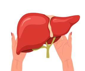 Liver donation. Human liver anatomy. Disease treatment with medical illustration. Healthcare concept. Vector design.