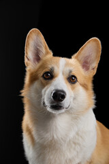 Welsh Corgi facing camera with composed expression. Shot in studio with dark background and soft lighting.
