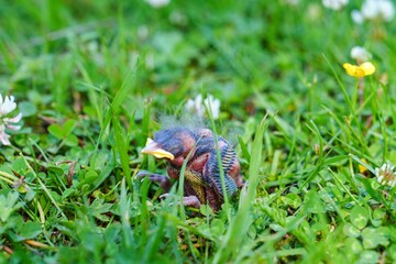 A vulnerable baby bird rests in lush green grass, symbolizing the fragility of nature. Highlights wildlife and conservation, ideal for educational materials and campaigns.