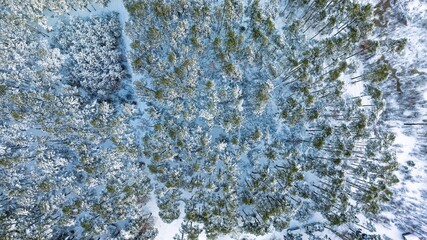 Capture the beauty of Estonian winter with this aerial shot of a snow-laden forest. This serene landscape is perfect for travel brochures and nature-inspired designs in Estonia.