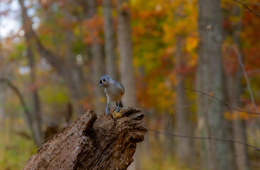 bright, high-quality photograph of a Tufted Titmouse perched on a small branch in autumn.