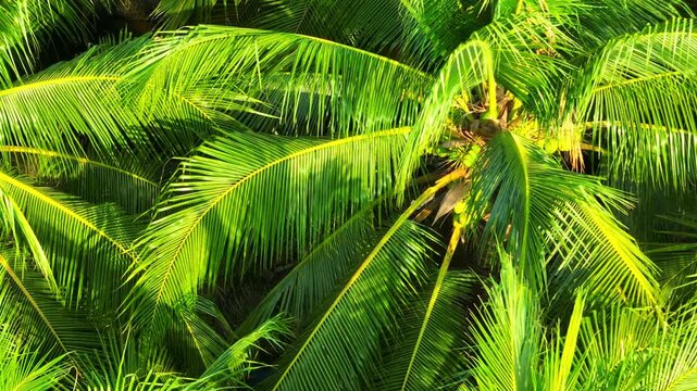 Drone view captures a close-up coconut tree with growing fruits, highlighting sustainable agriculture, natural resource value, food production, and the importance of tropical crop cultivation.
