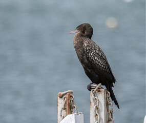 Sooty Cormorant On White Pole