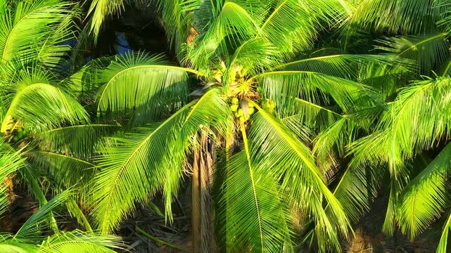 Aerial view focuses on a coconut palm bearing fruit, illustrating natural abundance, agricultural importance, rural income potential, and environmentally conscious cultivation.
