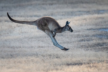 Western grey kangaroo hopping across a field, Western Australia