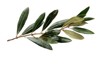 Olive branch, glossy green leaves and stem on black backdrop