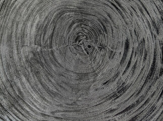 Fototapeta premium Anneaux de bois