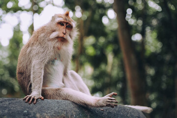 Long tailed macaque