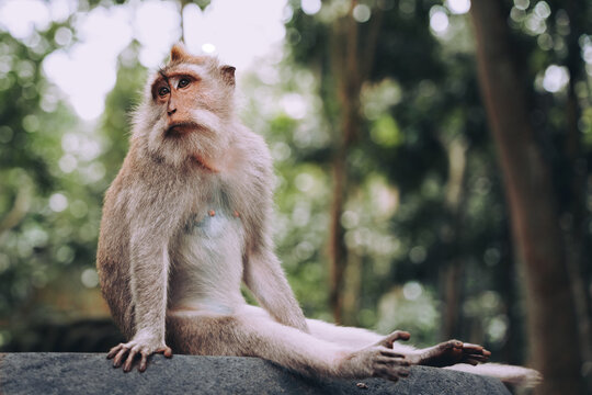Long tailed macaque