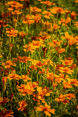 Bright orange marigolds bloom in the garden, swaying in the warm sunlight
