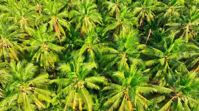 Aerial shot reveals extensive coconut tree coverage, showcasing agricultural strength, environmental harmony, rural prosperity, and sustainable long-term cultivation strategies.
