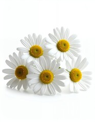 Obraz premium Five Fresh White Daisy Flowers with Yellow Centers Isolated on a Clean White Background.
