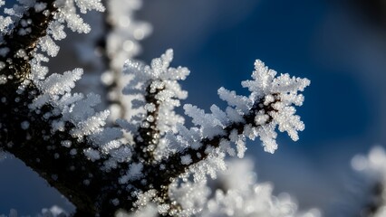 Stunning frost crystals adorn a tree branch against a winter blue sky