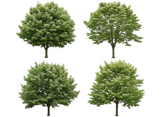 Obraz premium Isolated Green Trees on Transparent Background