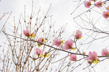 Very beautifully blooming magnolia in spring. High quality photo