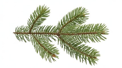 A sprig of evergreen fir tree isolated on white background for holiday decoration