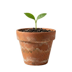 Green Seedling in Terracotta Pot Isolated